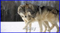 2011 Canada Wildlife Series Wolf Star! 1 Oz. 999 Pure Silver Colorized Coin