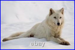 2011 Canada Wildlife Series Wolf Star! 1 Oz. 999 Pure Silver Colorized Coin 2011 Canada Wildlife Series Wolf Star! 1 Oz. 999 Pure Silver Colorized Coin