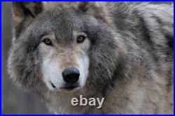 2011 Canada Wildlife Series Wolf Star! 1 Oz. 999 Pure Silver Colorized Coin