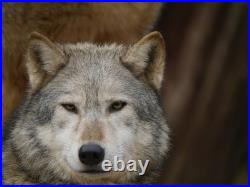 2011 Canada Wildlife Series Wolf Star! 1 Oz. 999 Pure Silver Colorized Coin 2011 Canada Wildlife Series Wolf Star! 1 Oz. 999 Pure Silver Colorized Coin