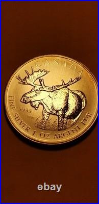 2012 Canada Moose 1 Oz Fine Silver Coin Rare Beauty